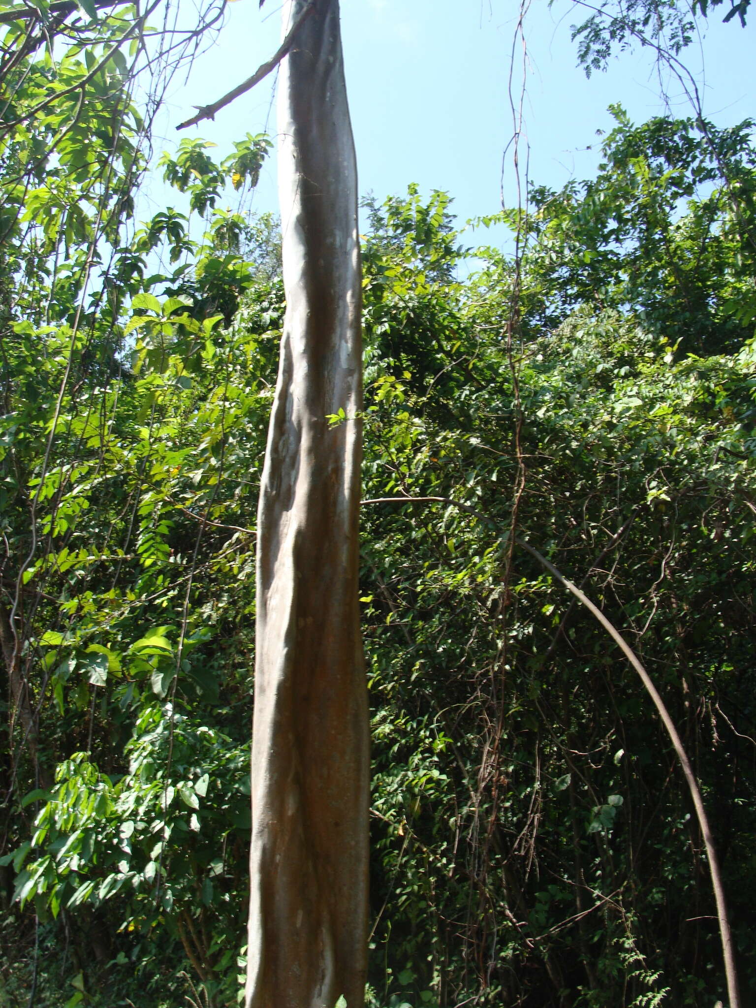 Image de Terminalia oblonga (Ruiz & Pav.) Steud.