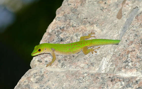 Image of La Digue Day Gecko