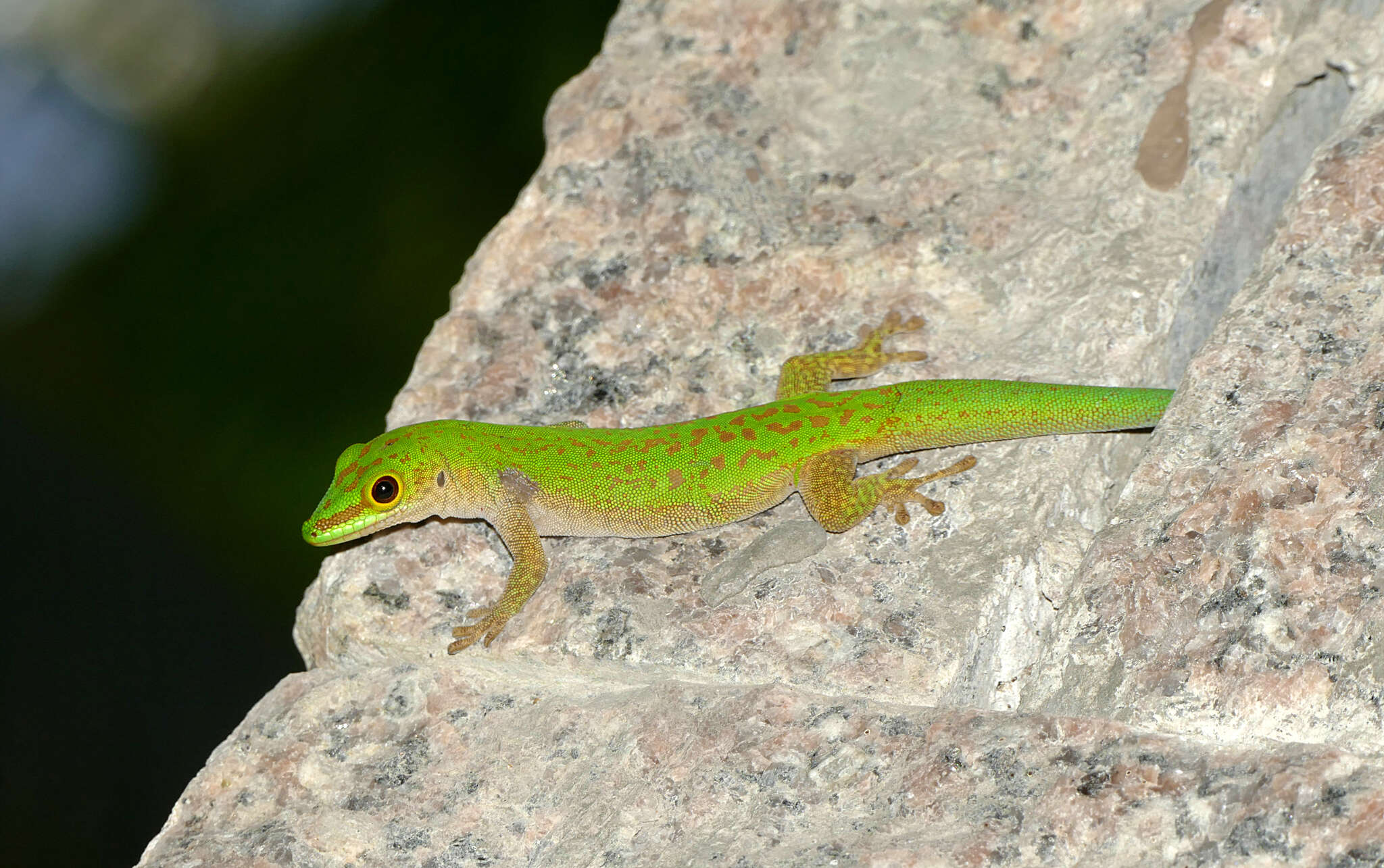 Слика од Phelsuma sundbergi Rendahl 1939