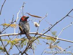 Image of Black-billed Barbet