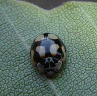 صورة Adalia decempunctata (Linnaeus 1758)