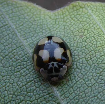 صورة Adalia decempunctata (Linnaeus 1758)