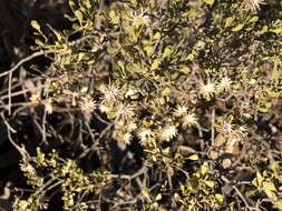 Image of Dusky Daisy-bush