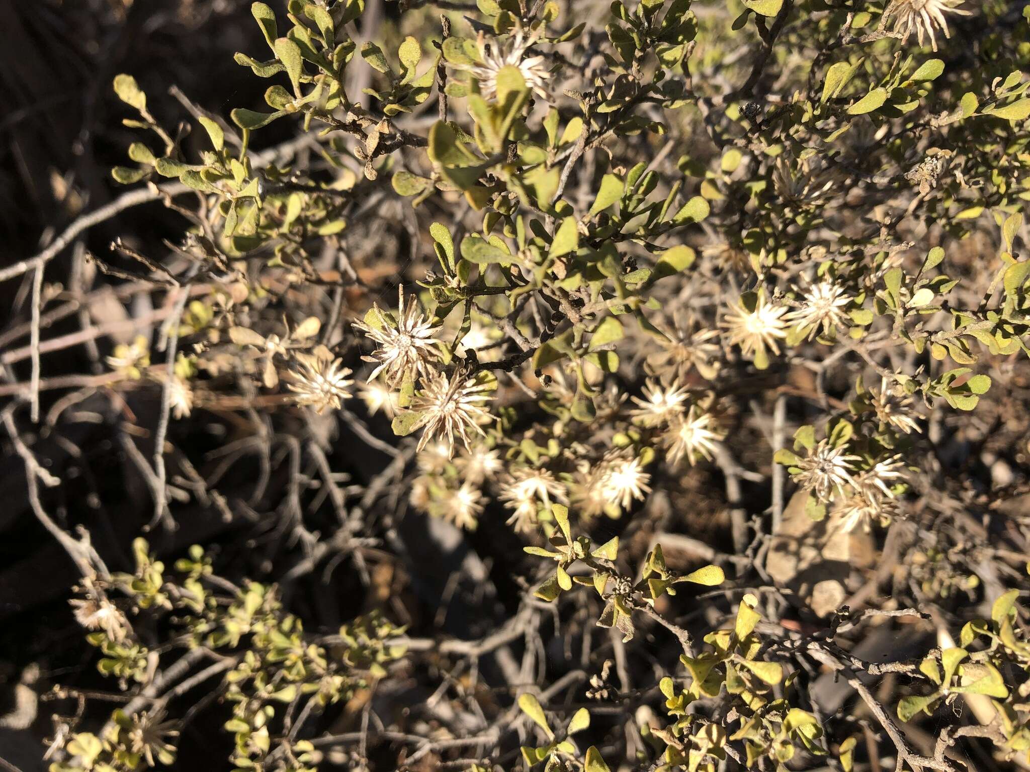 Image of Dusky Daisy-bush