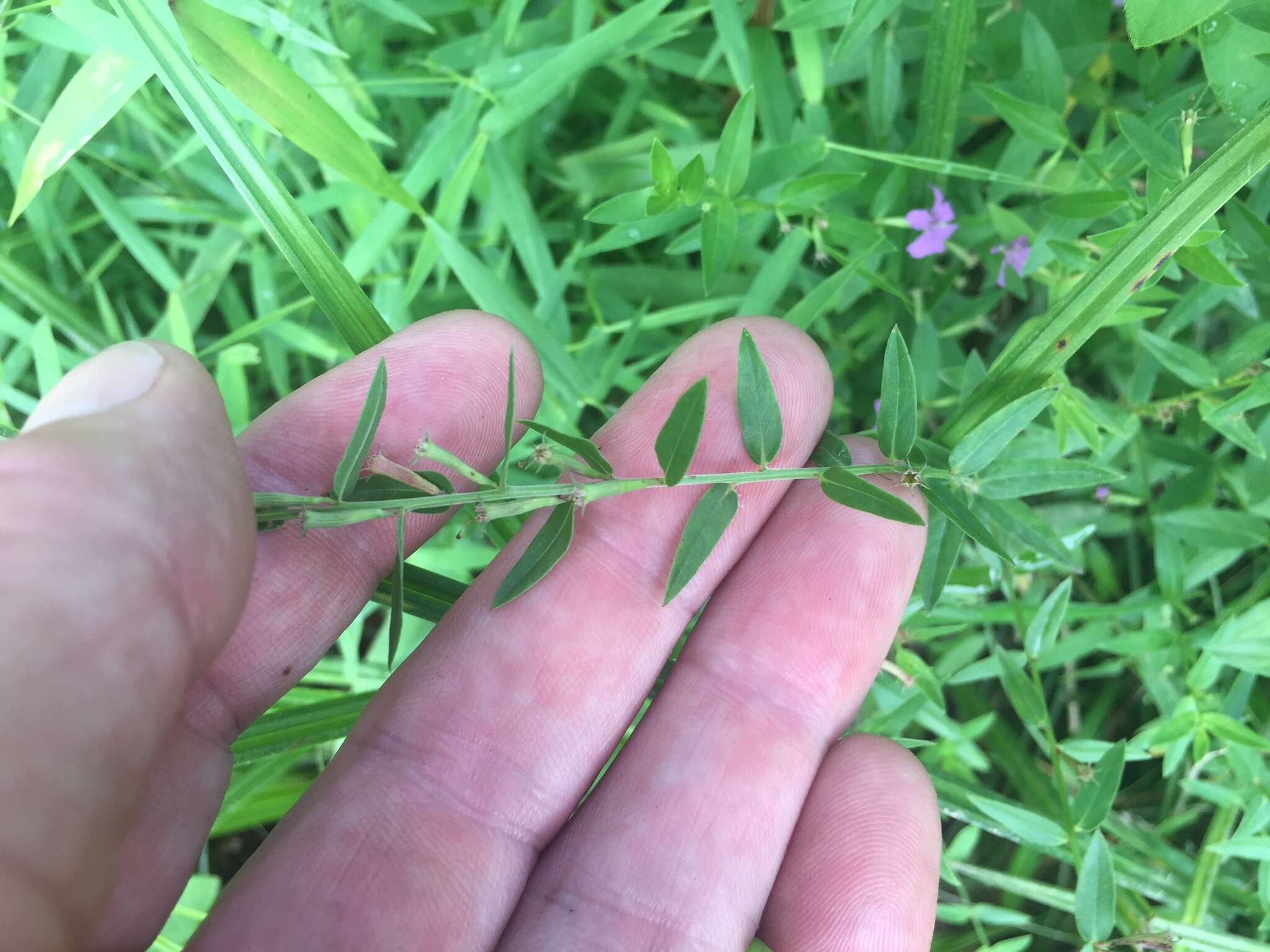 Image of winged lythrum