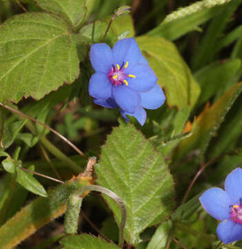 Image of <i>Lysimachia monelli</i>