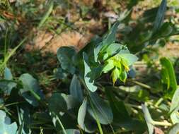 Image of Cerinthe minor subsp. auriculata (Ten.) Domac