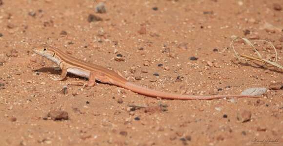 Image de Acanthodactylus boskianus (Daudin 1802)