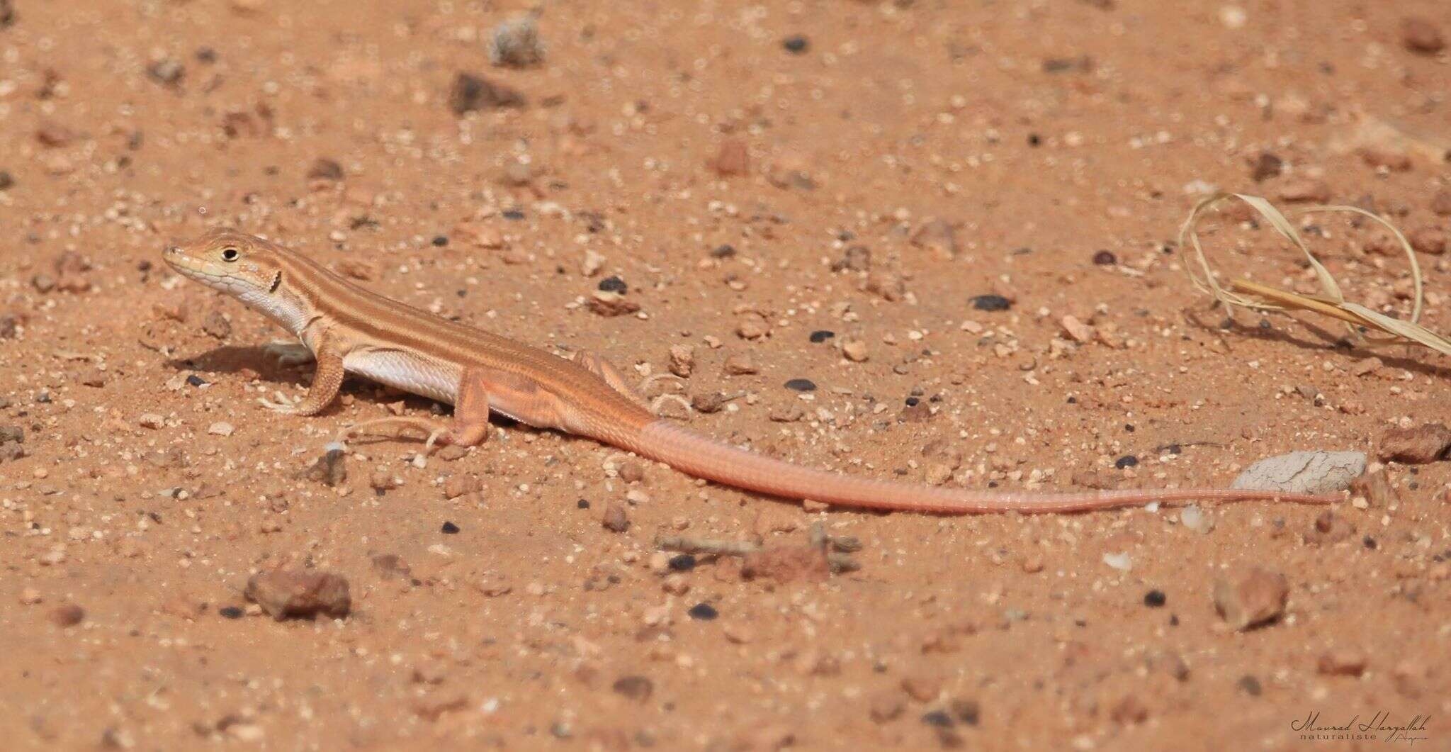 Image of Bosk’s fringe-toed lizard