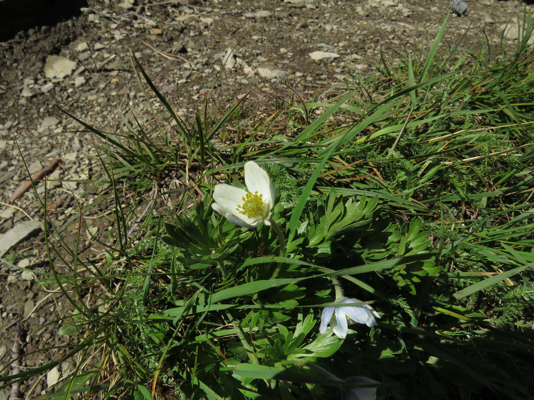 Imagem de Anemone lithophila Rydb.