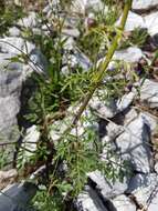 Scrophularia canina subsp. hoppii (Koch) P. Fourn. resmi