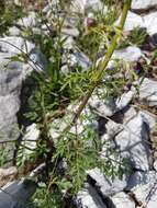 Image of Hopp's figwort