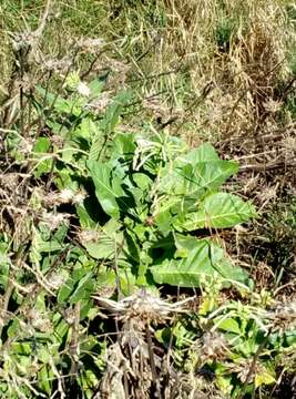 Image of South American tobacco