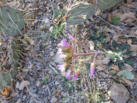 Image of Boechera porphyrea (Wooton & Standl.) Windham, Al-Shehbaz & P. Alexander