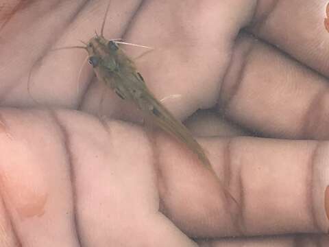 Image of Stripped dwarf catfish