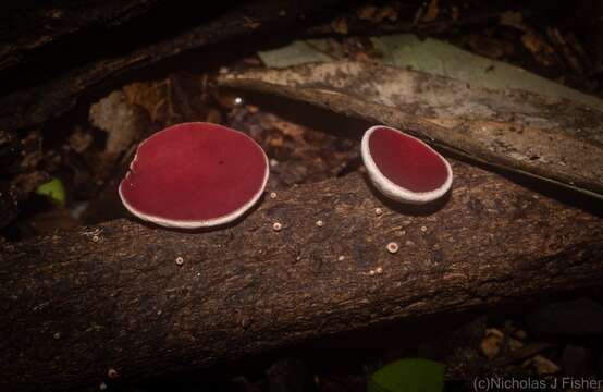 Image of Phillipsia subpurpurea Berk. & Broome 1883