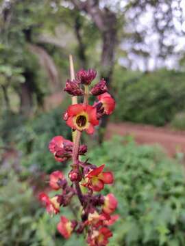 Image of Scrophularia calliantha Webb & Berth.