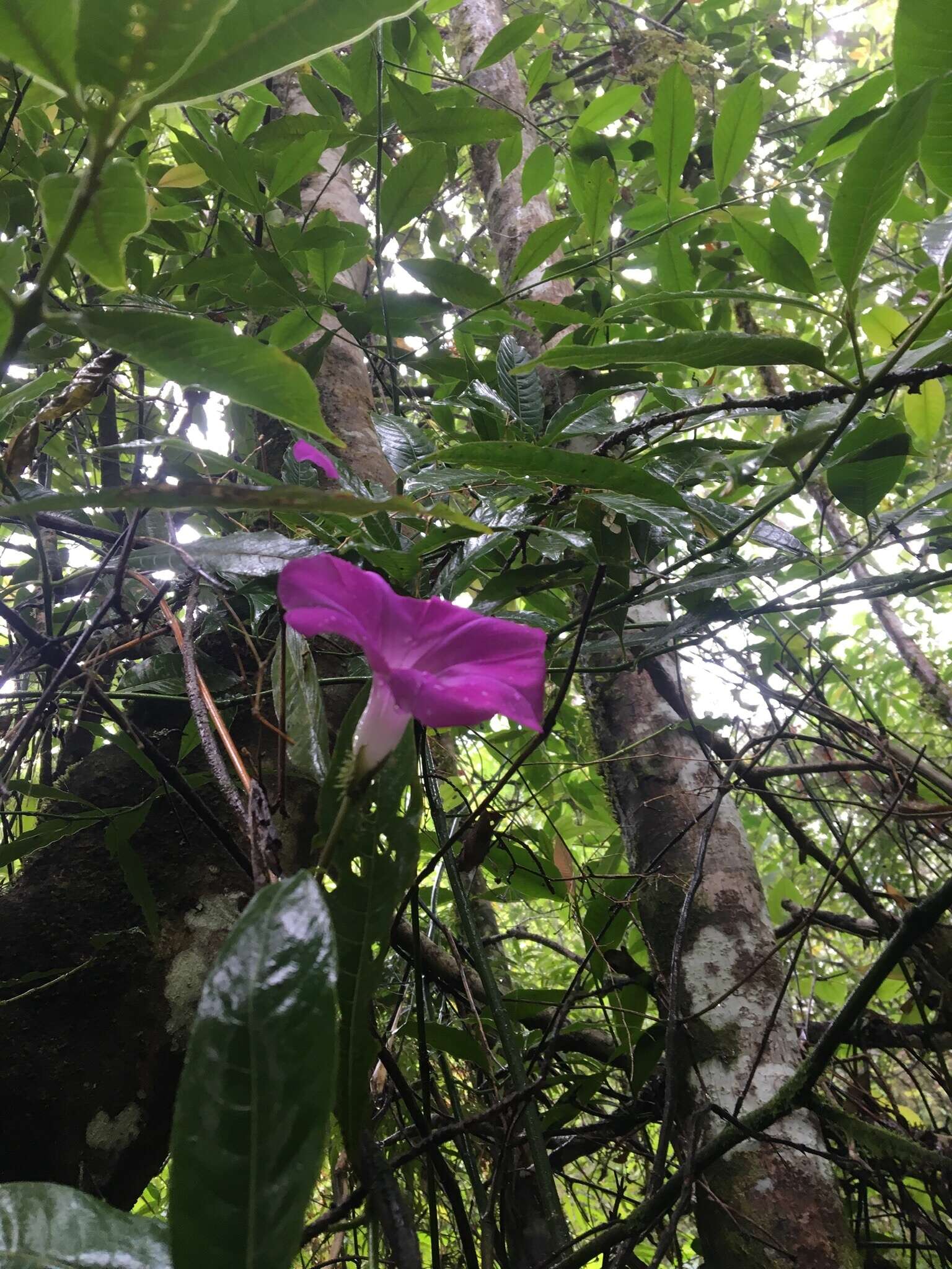 Plancia ëd Ipomoea silvicola House