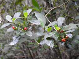 Plancia ëd Psychotria erythrocarpa Schltdl.