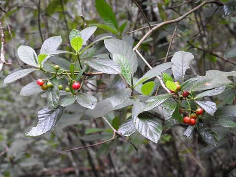 Image of Psychotria erythrocarpa Schltdl.