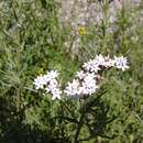 Image of Stevia mercedensis Hieron.