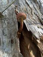 Image of Austroboletus lacunosus (Kuntze) T. W. May & A. E. Wood 1995