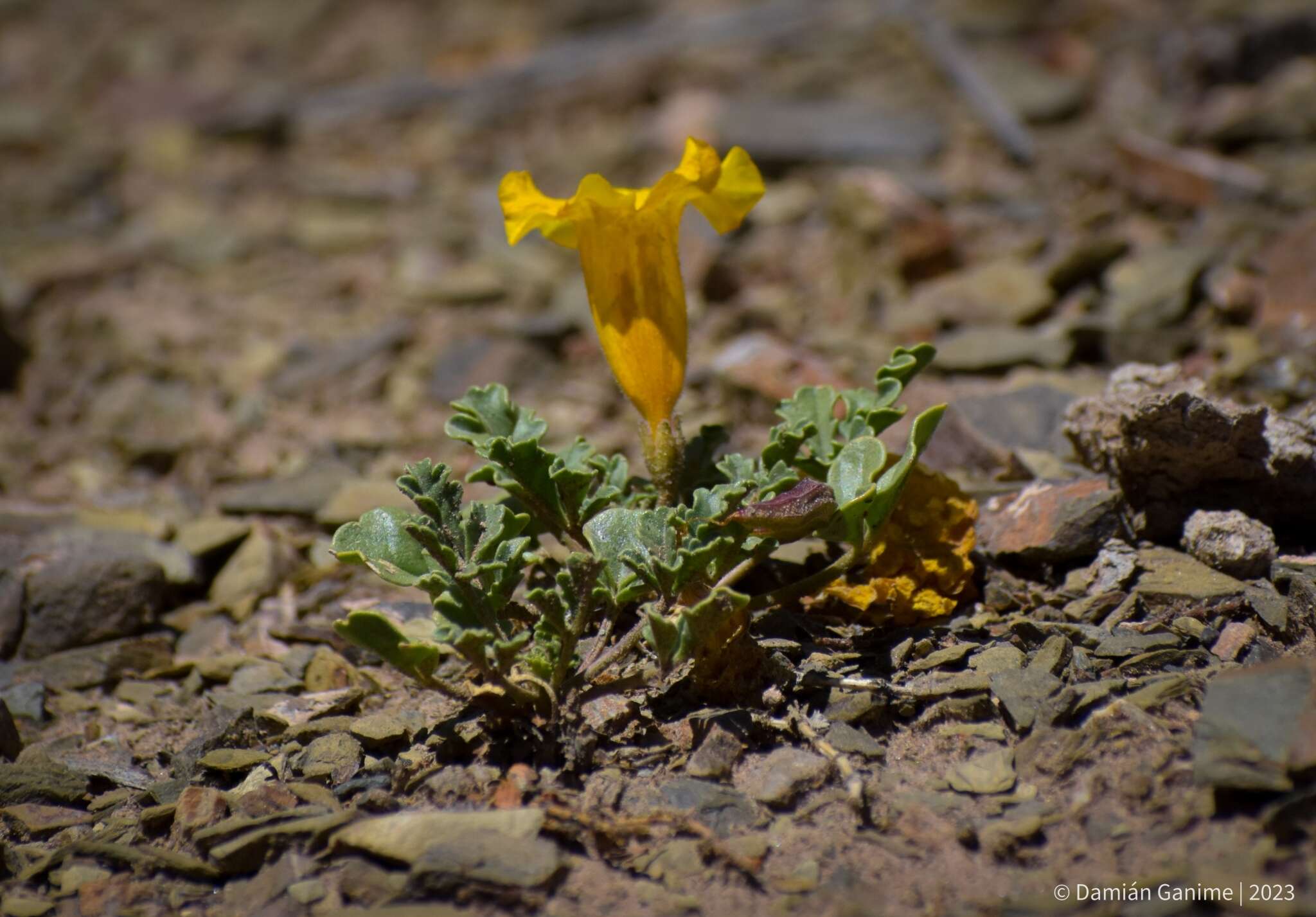 Image of Argylia uspallatensis DC.