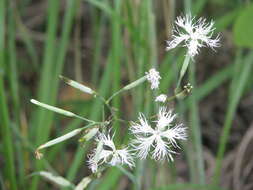 Image of Dianthus superbus subsp. stenocalyx (Trautv.) Kleopow