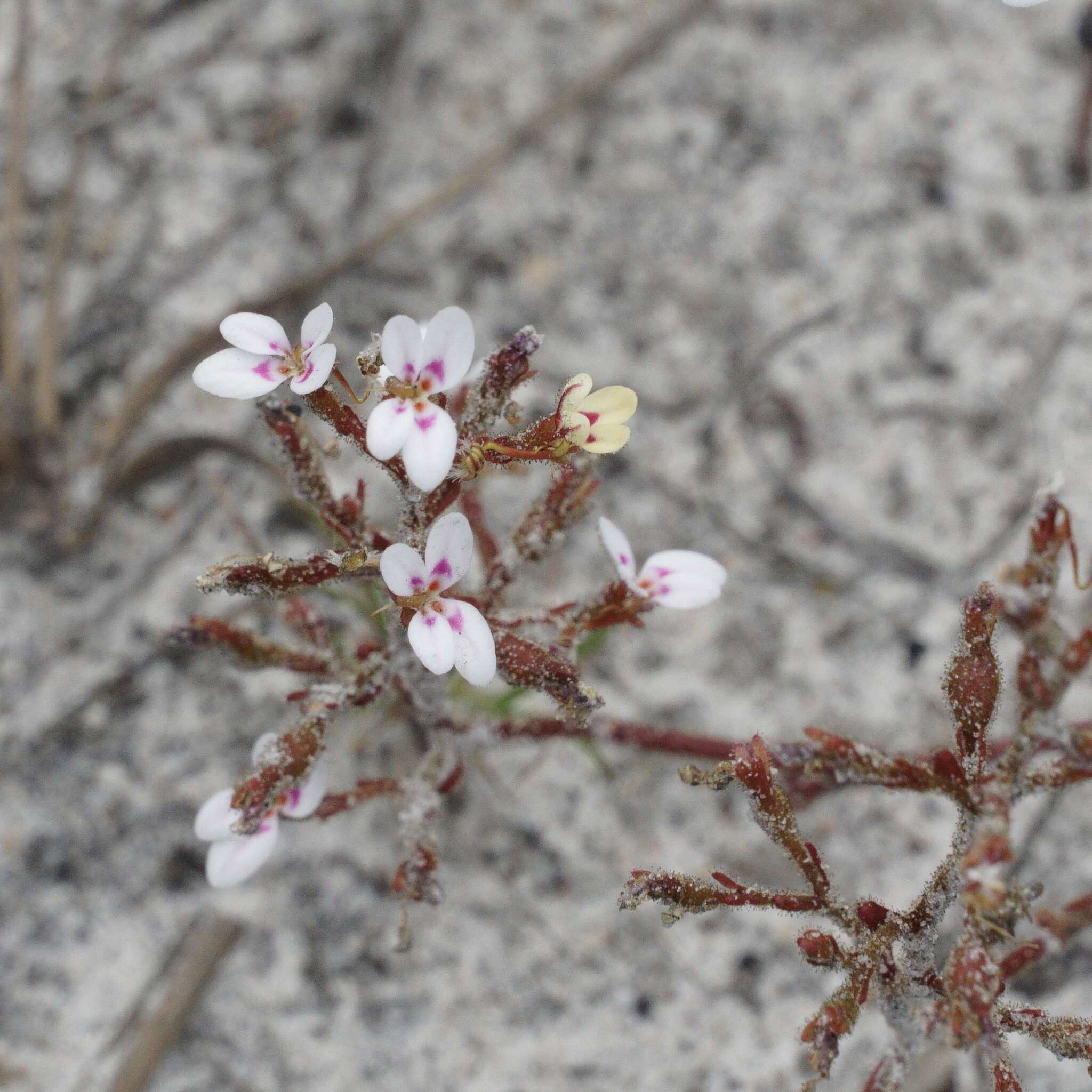 Image of Stylidium assimile R. Br.