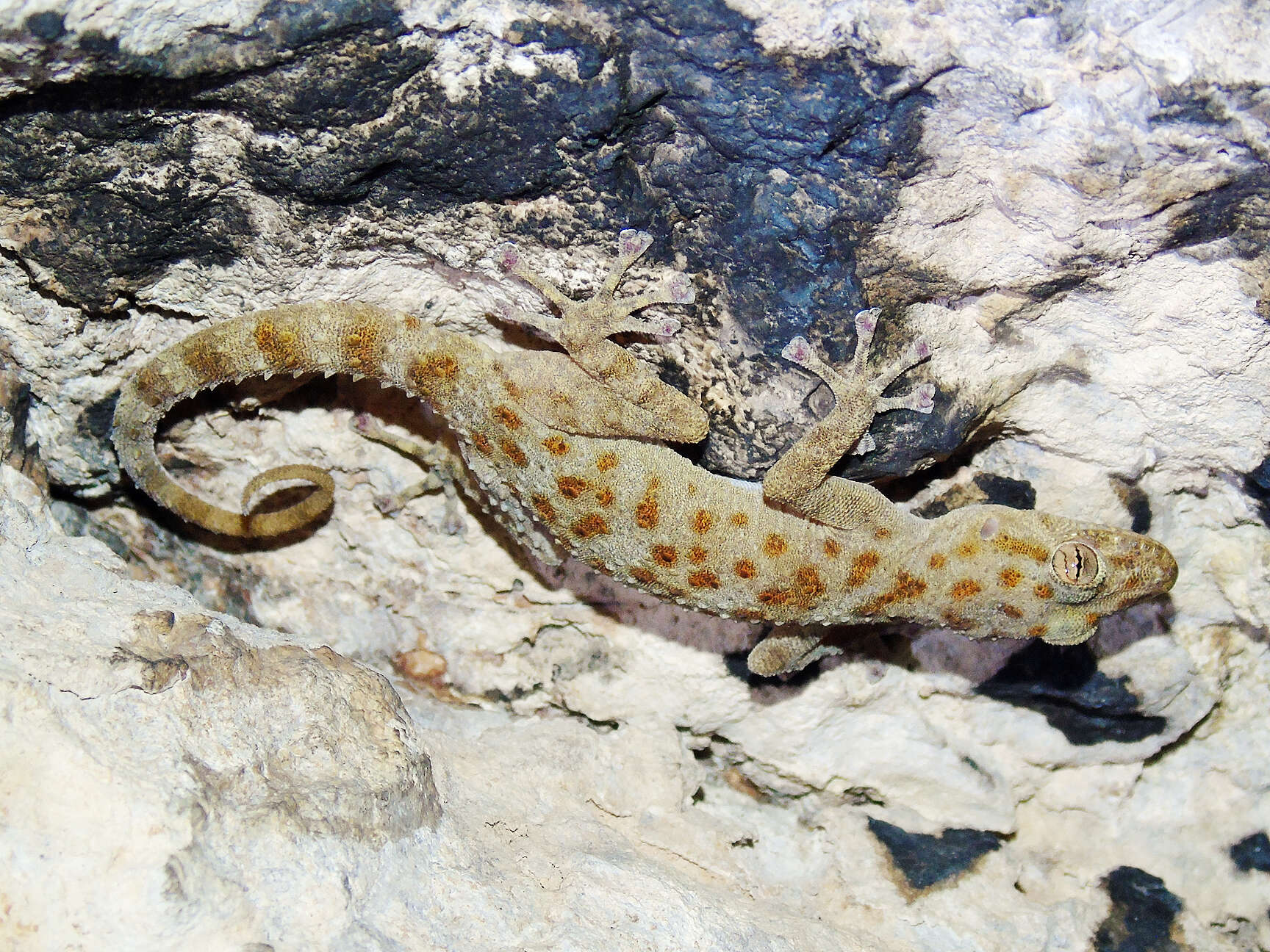 Image of Gray-marked Gecko
