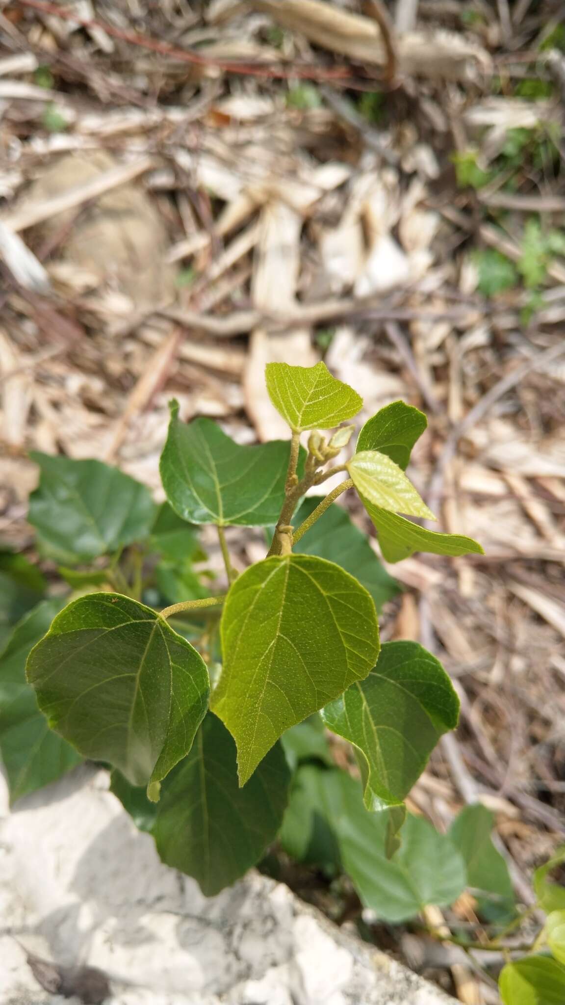 Image of climbing mallotus