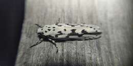 Image of Ethmia fumidella Wocke 1849