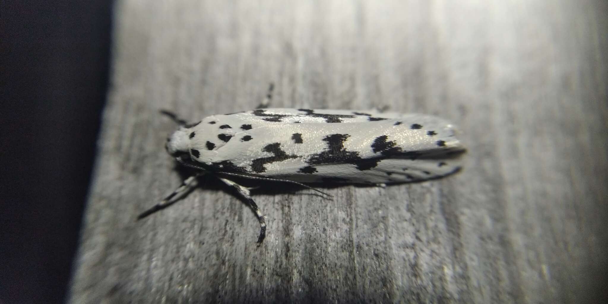 Image of Ethmia fumidella Wocke 1849