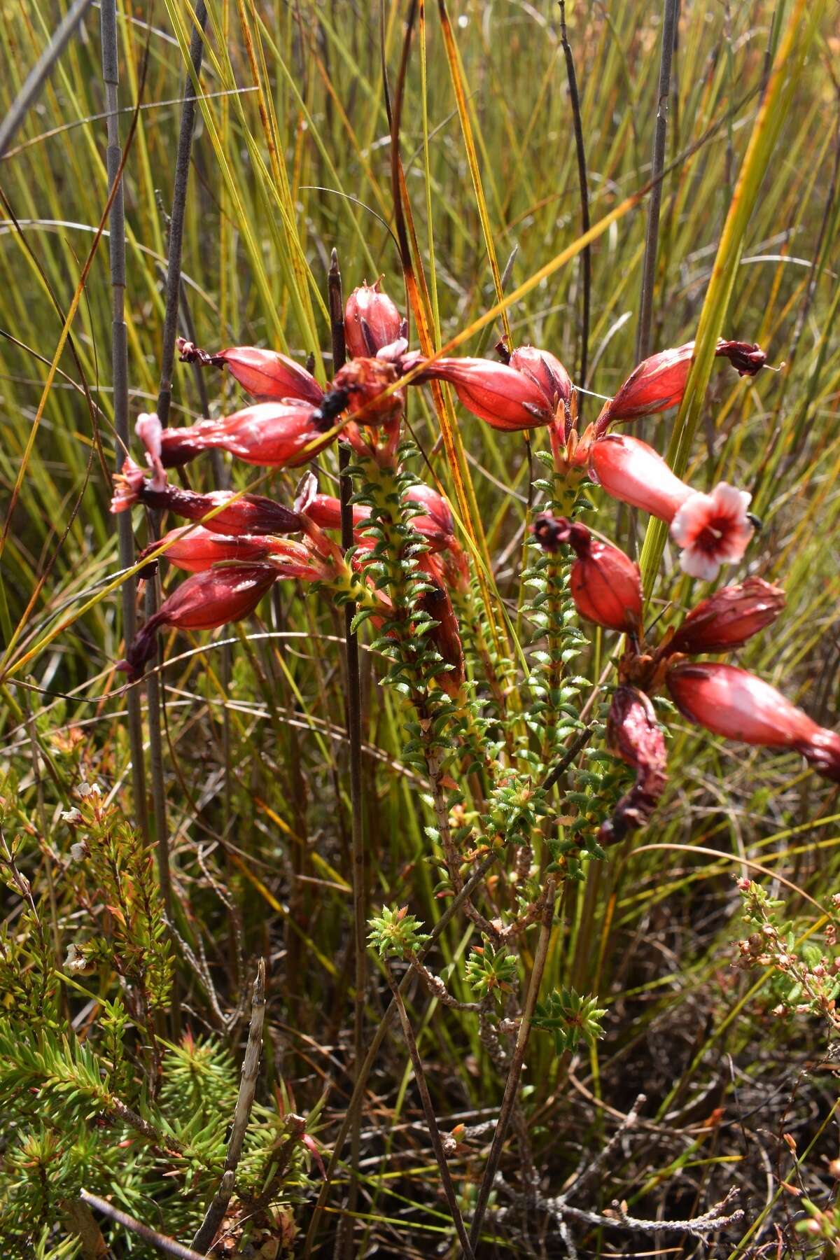 Image of Erica aristata Andr.