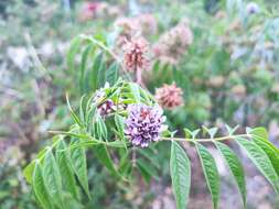 Image of Glycyrrhiza yunnanensis P. C. Li