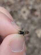 Image of Bradley's Andrena