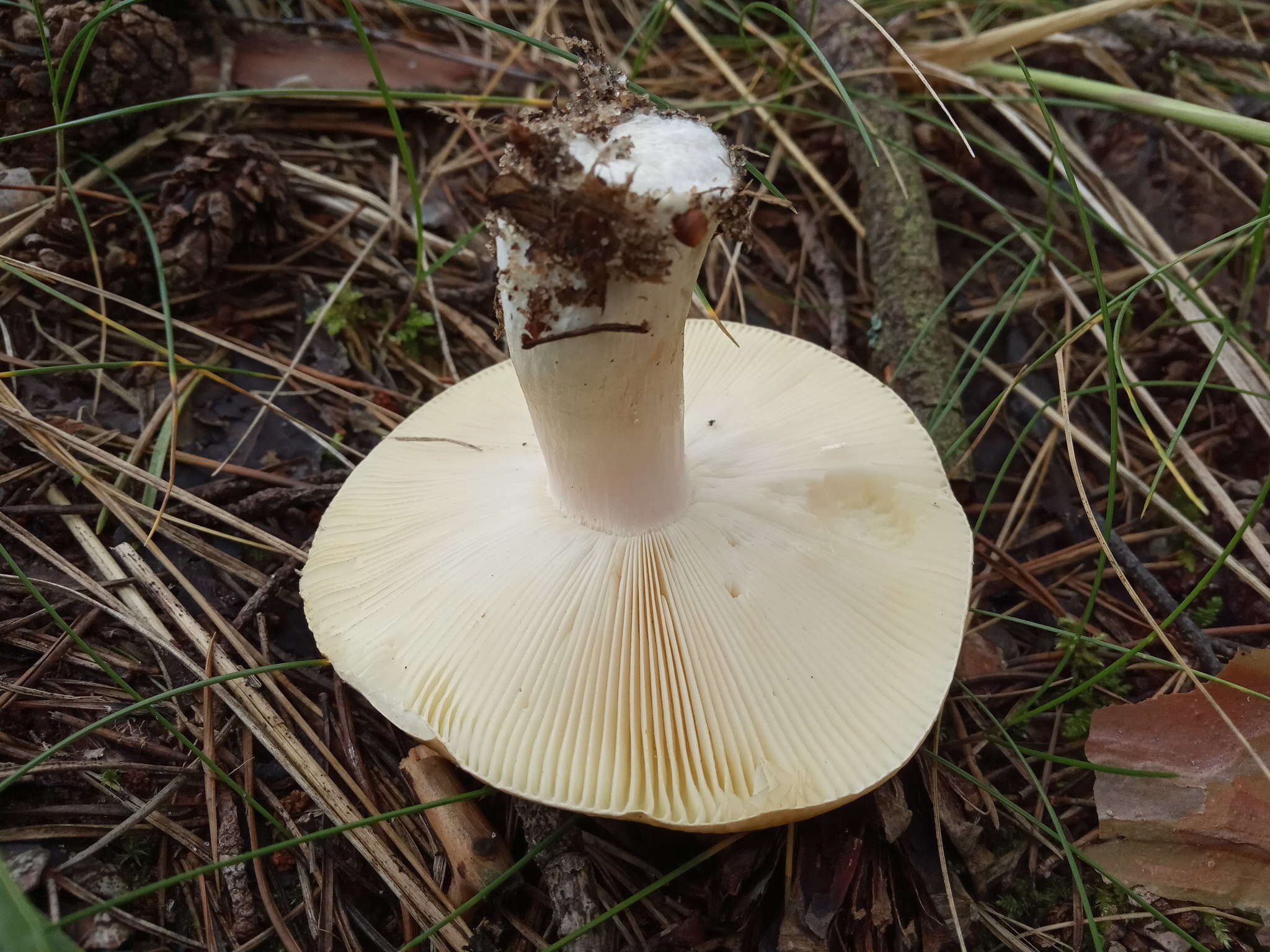 Image de Russula clavipes Velen. 1920