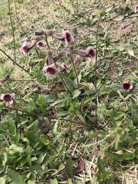 Image of Chinese Foxglove