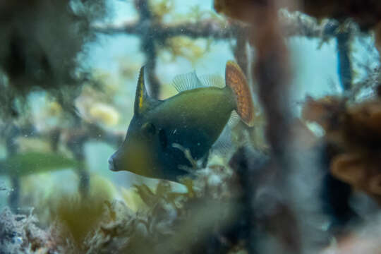 Image of Blackbar Filefish