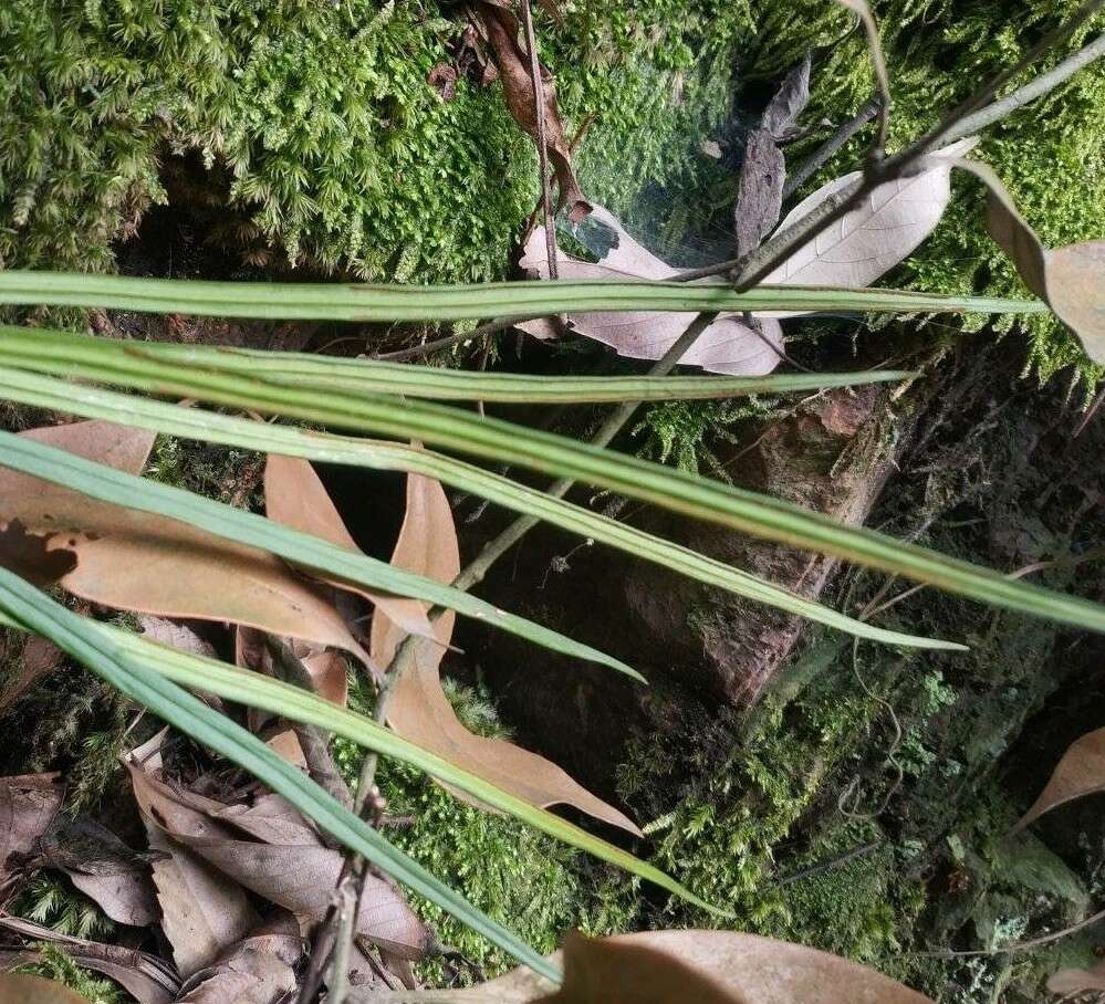 Haplopteris flexuosa (Fée) E. H. Crane的圖片