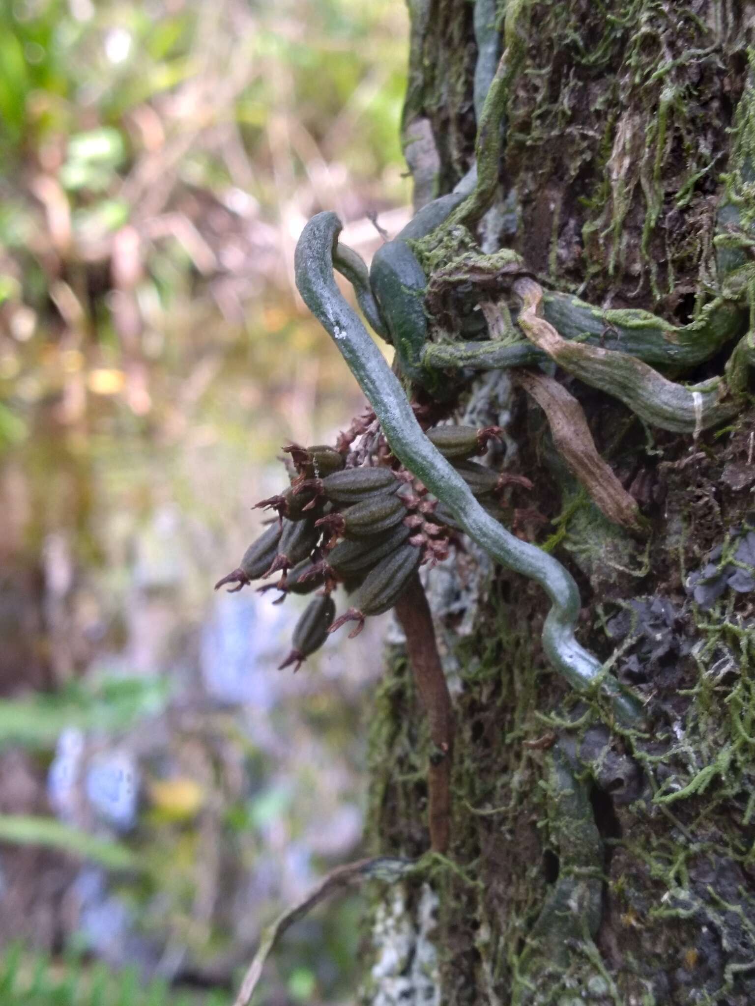 Image of leafless bentspur orchid