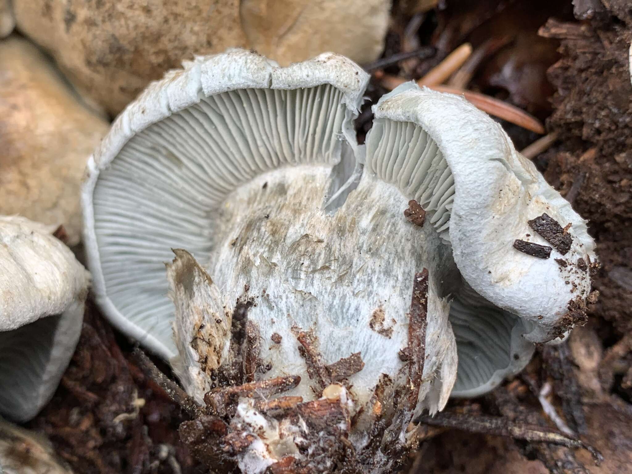 Image of Hygrophorus caeruleus O. K. Mill. 1984