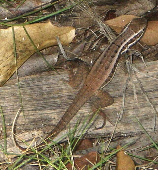 صورة Leiocephalus cubensis (Gray 1840)