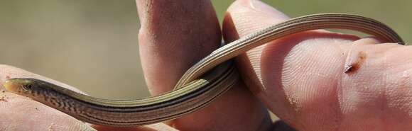 Image of Glass Lizards