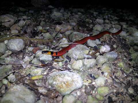 Image of Redback Coffee Snake