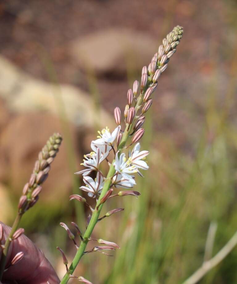 Image of Trachyandra hirsuta (Thunb.) Kunth