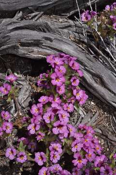 Imagem de Diplacus ovatus (A. Gray) G. L. Nesom