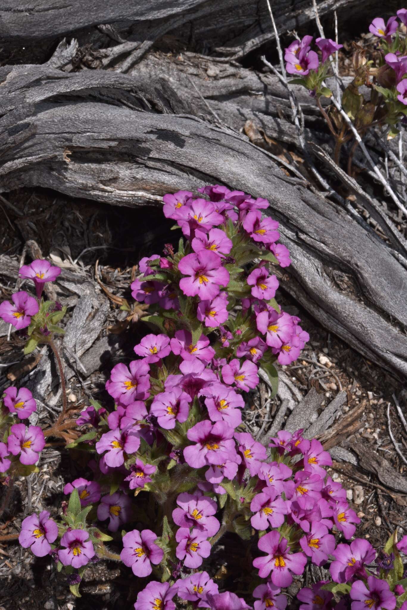 Plancia ëd Diplacus ovatus (A. Gray) G. L. Nesom