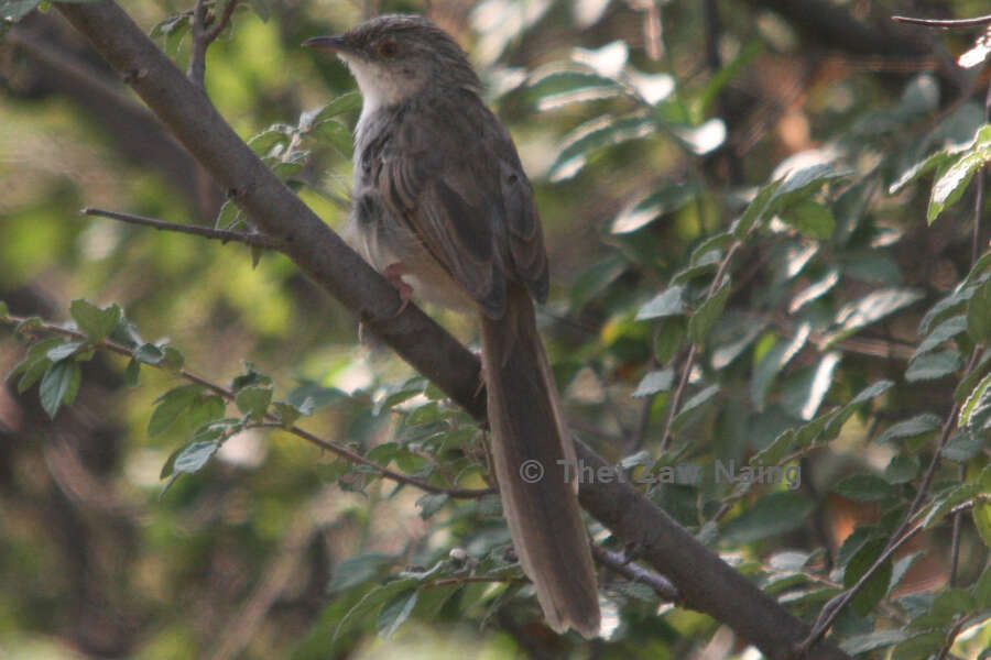 Image of Burmese Prinia