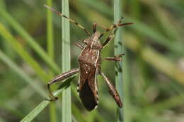 Image of Broad-Headed Bug